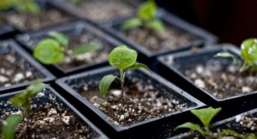 Jak správně zasadit a pěstovat sazenice lilku?